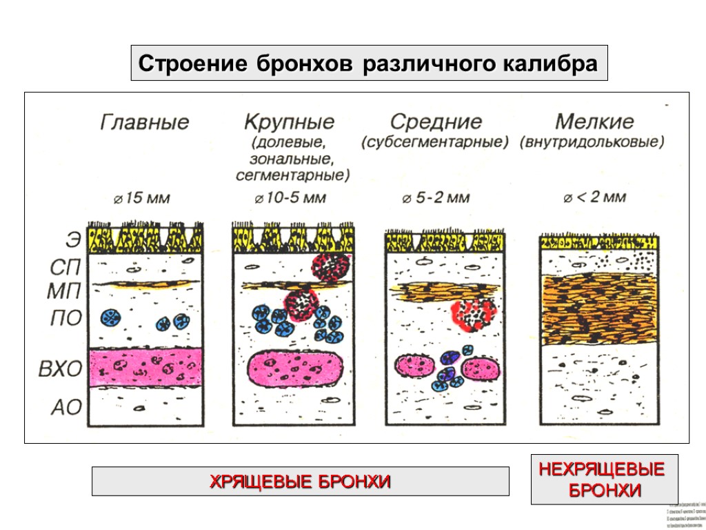 Строение бронхов различного калибра